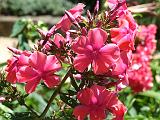 Phlox perennial